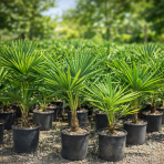 Palma konopná  (Trachycarpus fortunei) - výška 60-80 cm, výška kmeňa 10-15 cm, kont. C10L  (-17°C) 